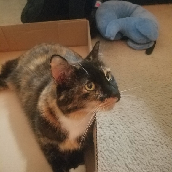 ✌♥🇺🇸♥🇺🇸♥🇺🇸♥✌ - Picture 11 of 14